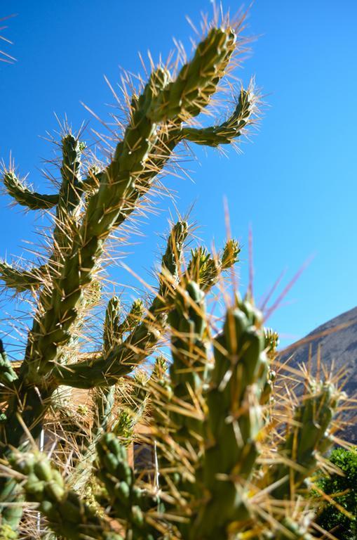 Refugios Pisco Elqui Villa Luaran gambar
